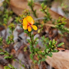 Pultenaea subspicata at Bombay, NSW - 27 Sep 2024