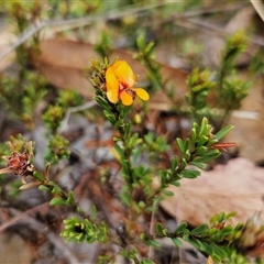 Pultenaea subspicata at Bombay, NSW - 27 Sep 2024