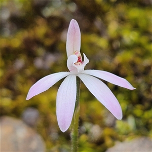 Caladenia carnea at Bombay, NSW - 27 Sep 2024