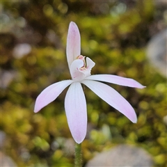 Caladenia carnea at Bombay, NSW - 27 Sep 2024