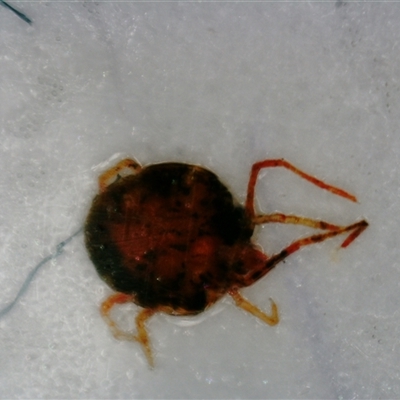 Acari (informal subclass) (Unidentified mite) at Nicholls, ACT - 26 Sep 2024 by Jiggy