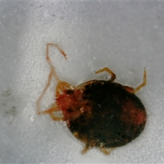 Acari (informal subclass) at Nicholls, ACT - 27 Sep 2024 02:23 AM