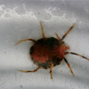 Acari (informal subclass) at Nicholls, ACT - 27 Sep 2024 02:23 AM