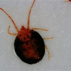 Acari (informal subclass) at Nicholls, ACT - 27 Sep 2024 02:23 AM