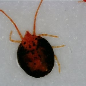 Acari (informal subclass) at Nicholls, ACT - 27 Sep 2024 02:23 AM