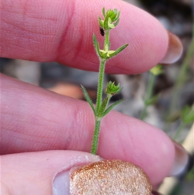 Galium gaudichaudii subsp. gaudichaudii (Rough Bedstraw) at Carwoola, NSW - 27 Sep 2024 by Csteele4