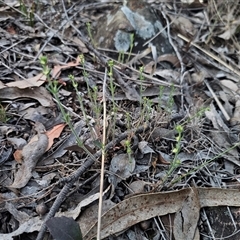 Galium gaudichaudii subsp. gaudichaudii at Carwoola, NSW - 27 Sep 2024 05:52 PM