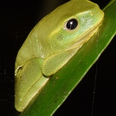 Unverified Frog by PJH123