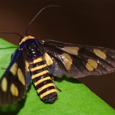 Eressa angustipenna (A Tiger moth (Ctenuchini) at Sheldon, QLD by PJH123