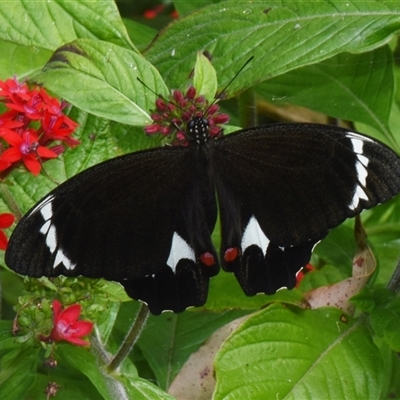 Papilio aegeus (Orchard Swallowtail, Large Citrus Butterfly) at Sheldon, QLD - 26 Sep 2024 by PJH123