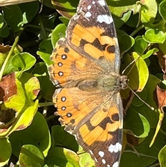 Vanessa kershawi (Australian Painted Lady) at Ainslie, ACT - 27 Sep 2024 by Clarel