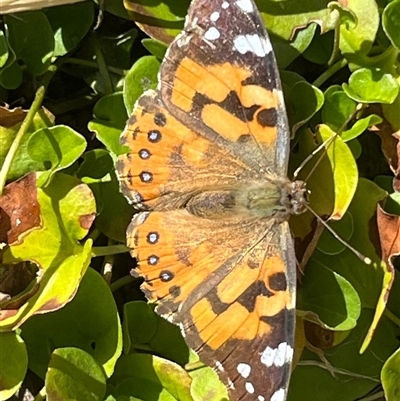 Vanessa kershawi (Australian Painted Lady) at Ainslie, ACT - 27 Sep 2024 by Clarel