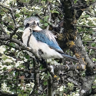 Todiramphus sanctus (Sacred Kingfisher) at Burradoo, NSW - 27 Sep 2024 by Jolanda