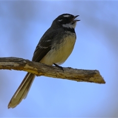 Rhipidura albiscapa (Grey Fantail) at Fyshwick, ACT - 27 Sep 2024 by RodDeb