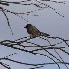 Rhipidura albiscapa at Fyshwick, ACT - 27 Sep 2024 01:00 PM