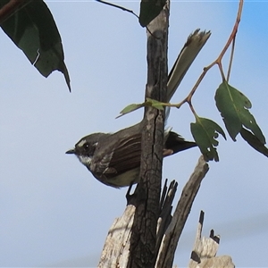 Rhipidura albiscapa at Fyshwick, ACT - 27 Sep 2024 01:00 PM