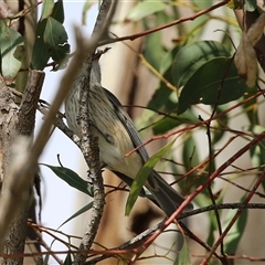 Pachycephala rufiventris at Fyshwick, ACT - 27 Sep 2024