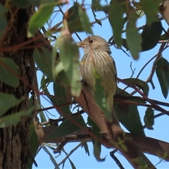 Pachycephala rufiventris at Fyshwick, ACT - 27 Sep 2024 12:47 PM