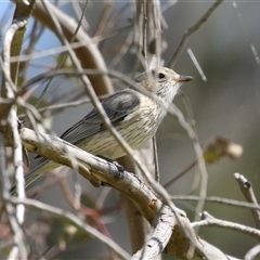 Pachycephala rufiventris at Fyshwick, ACT - 27 Sep 2024