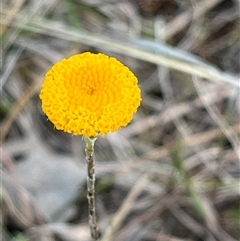 Leptorhynchos squamatus (Scaly Buttons) at Kenny, ACT - 26 Sep 2024 by Clarel