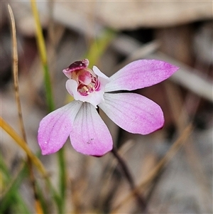 Caladenia fuscata at Bombay, NSW - 27 Sep 2024