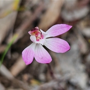 Caladenia fuscata at Bombay, NSW - 27 Sep 2024