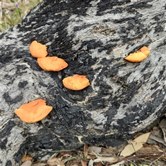 Trametes coccinea at Bombay, NSW - 27 Sep 2024 03:03 PM