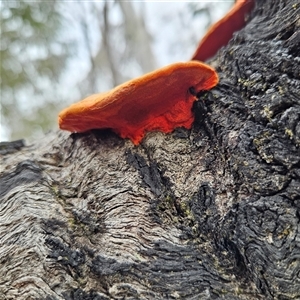 Trametes coccinea at Bombay, NSW - 27 Sep 2024 03:03 PM