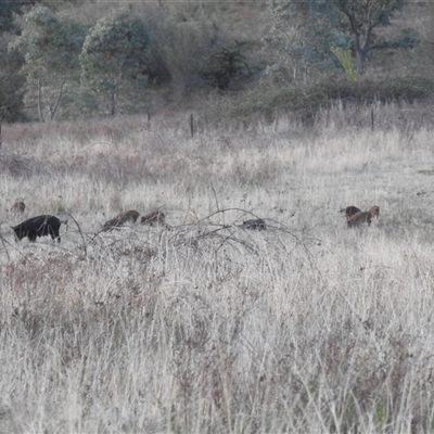 Sus scrofa (Pig (feral)) at Kambah, ACT - 27 Sep 2024 by HelenCross