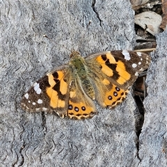 Vanessa kershawi (Australian Painted Lady) at Bombay, NSW - 27 Sep 2024 by MatthewFrawley