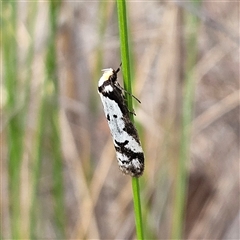 Philobota lysizona (A concealer moth) at Bombay, NSW - 27 Sep 2024 by MatthewFrawley