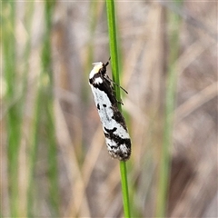 Philobota lysizona (A concealer moth) at Bombay, NSW - 27 Sep 2024 by MatthewFrawley