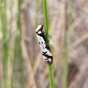 Philobota lysizona at Bombay, NSW - 27 Sep 2024 03:07 PM