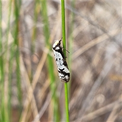 Philobota lysizona at Bombay, NSW - 27 Sep 2024 03:07 PM