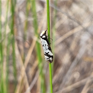 Philobota lysizona at Bombay, NSW - 27 Sep 2024 03:07 PM