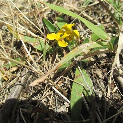 Goodenia humilis (swamp goodenia) at Black Rock, VIC - 15 Dec 2016 by JasonPStewartNMsnc2016