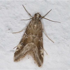 Hellula hydralis (Cabbage Centre Moth) at Melba, ACT - 26 Sep 2024 by kasiaaus