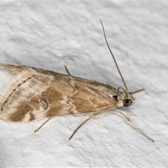 Hellula hydralis at Melba, ACT - 26 Sep 2024 01:00 AM