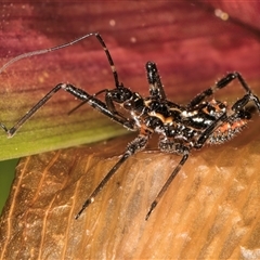 Pristhesancus plagipennis (Bee Killer Assassin Bug) at Melba, ACT - 27 Sep 2024 by kasiaaus