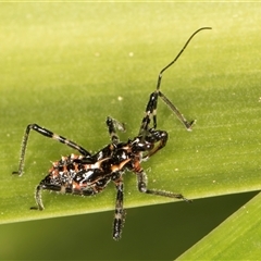 Pristhesancus plagipennis at Melba, ACT - 27 Sep 2024