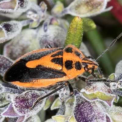 Agonoscelis rutila (Horehound bug) at Melba, ACT - 27 Sep 2024 by kasiaaus