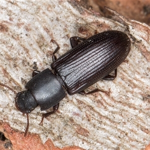 Bassianus colydioides at Melba, ACT - 27 Sep 2024 11:36 AM