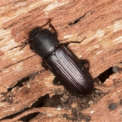 Bassianus colydioides at Melba, ACT - 27 Sep 2024 11:36 AM