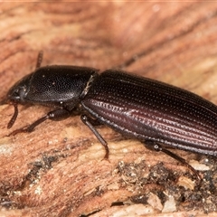 Bassianus colydioides at Melba, ACT - 27 Sep 2024 11:36 AM