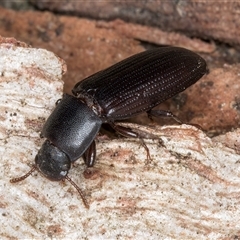 Bassianus colydioides at Melba, ACT - 27 Sep 2024 11:36 AM