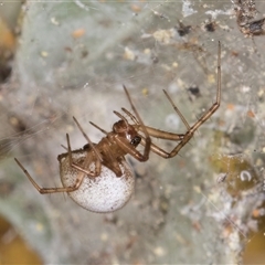 Cryptachaea gigantipes (White porch spider) at Melba, ACT - 27 Sep 2024 by kasiaaus