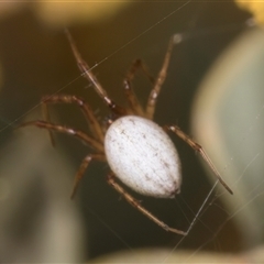 Cryptachaea gigantipes at Melba, ACT - 27 Sep 2024 11:44 AM