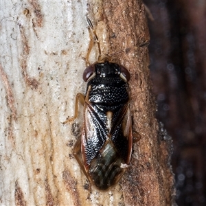 Stylogeocoris elongatus at Melba, ACT - 27 Sep 2024