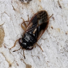 Stylogeocoris elongatus at Melba, ACT - 27 Sep 2024 11:41 AM