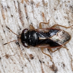 Stylogeocoris elongatus at Melba, ACT - 27 Sep 2024 11:41 AM